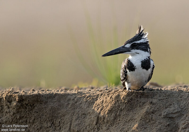 Pied Kingfisher