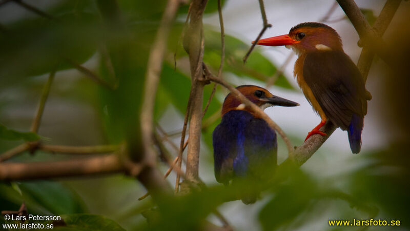 African Pygmy Kingfisher