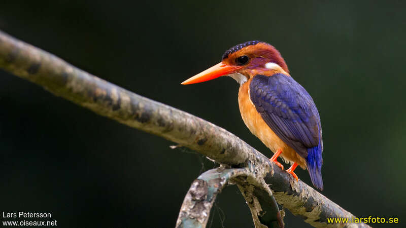 African Pygmy Kingfisheradult, identification