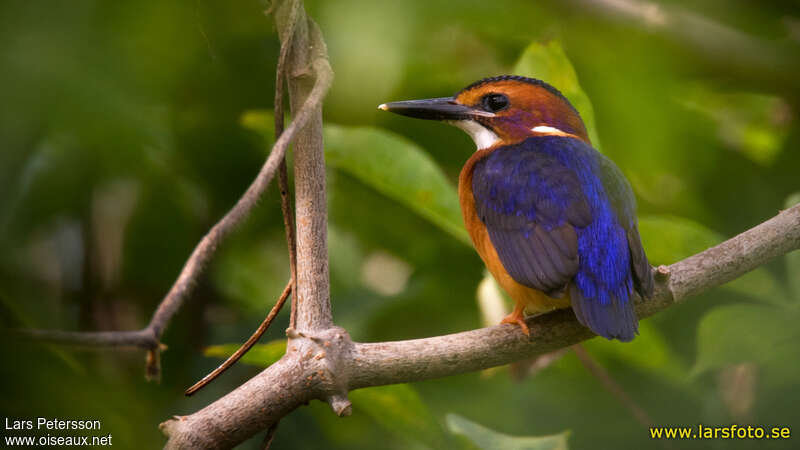 African Pygmy Kingfisheradult, pigmentation