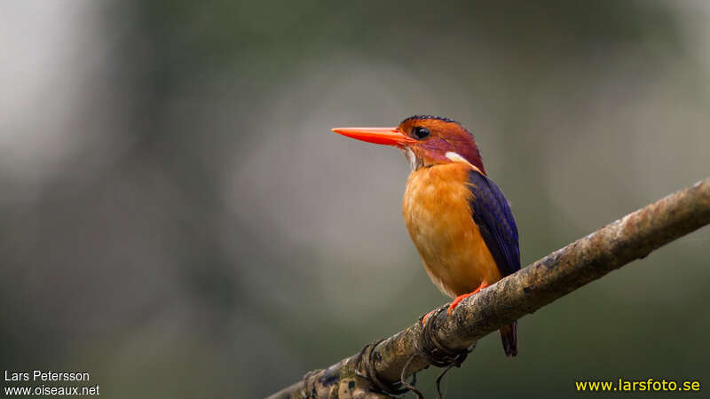 African Pygmy Kingfisheradult