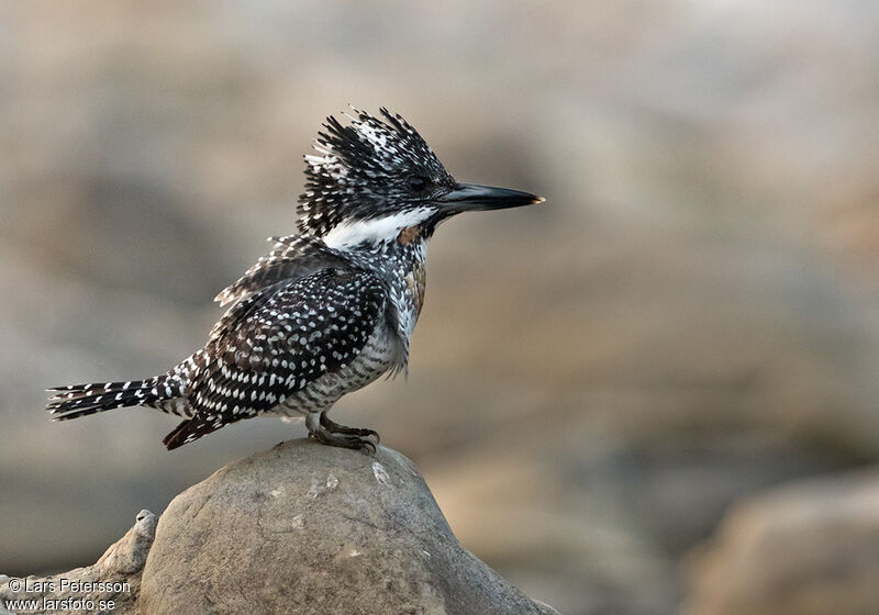 Crested Kingfisher