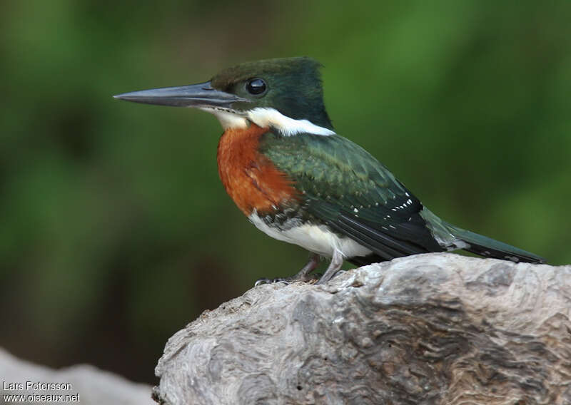 Martin-pêcheur vert mâle adulte, identification