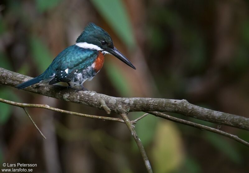 Green Kingfisher