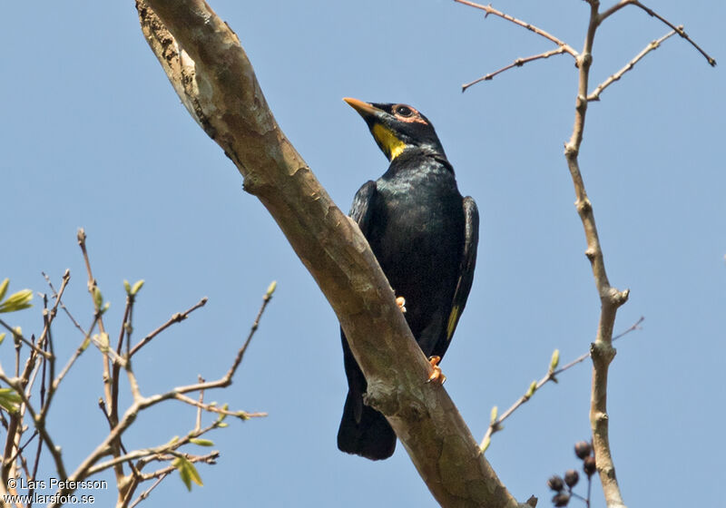 Golden-crested Myna