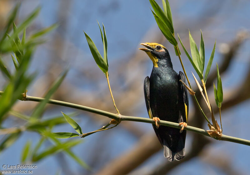 Golden-crested Myna