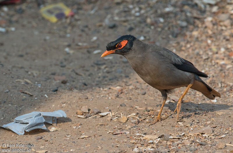 Bank Myna