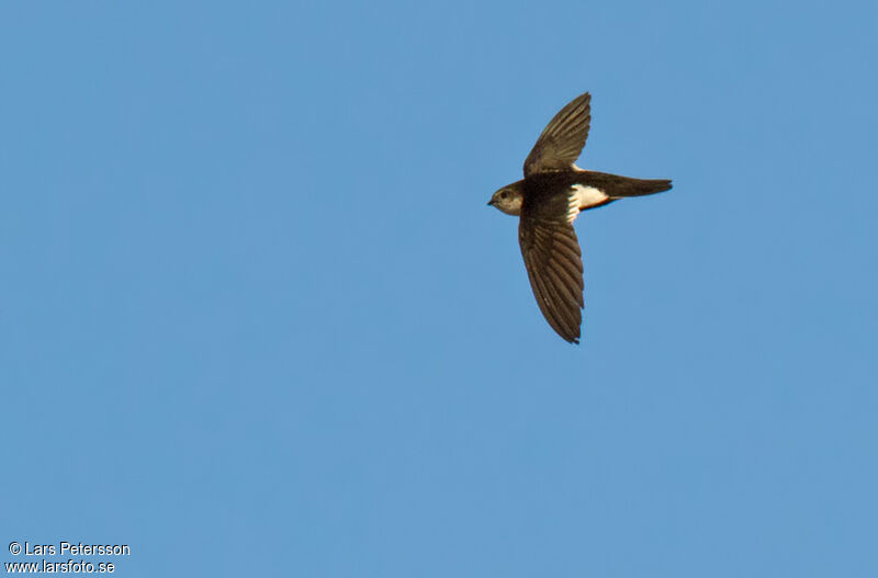 White-throated Swift