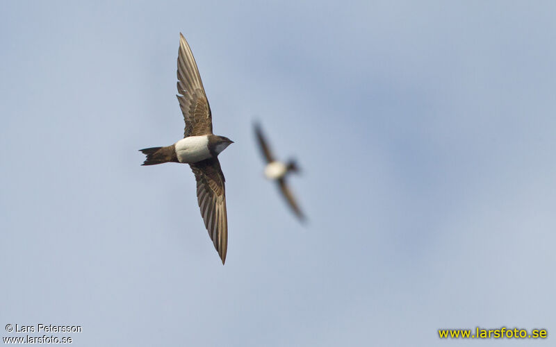 Alpine Swift