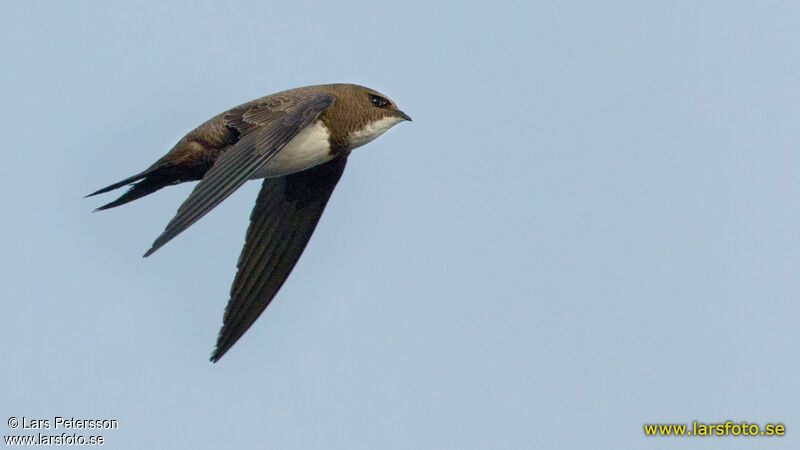 Alpine Swift