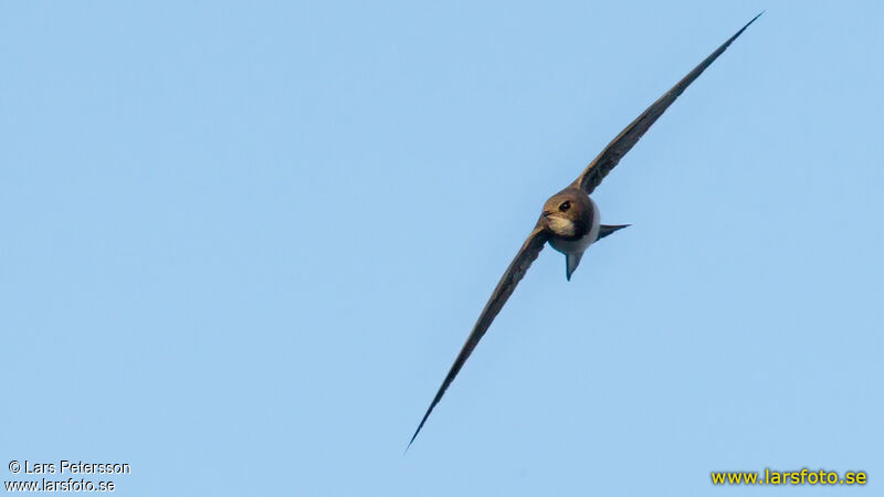 Alpine Swift