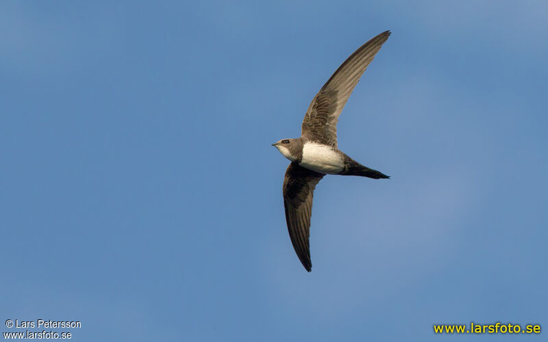 Alpine Swift