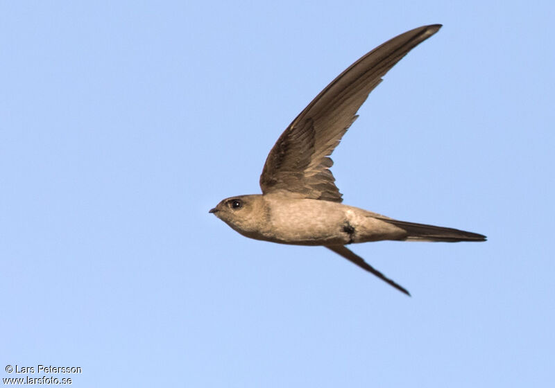 Asian Palm Swift