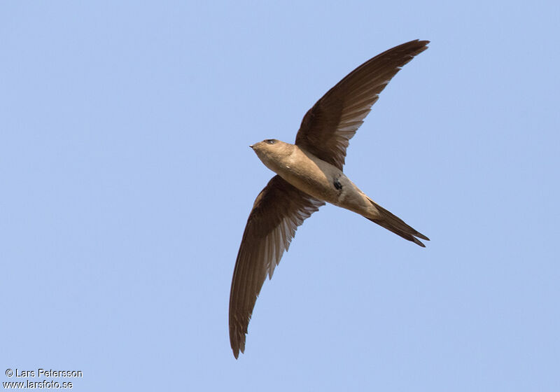 Asian Palm Swift