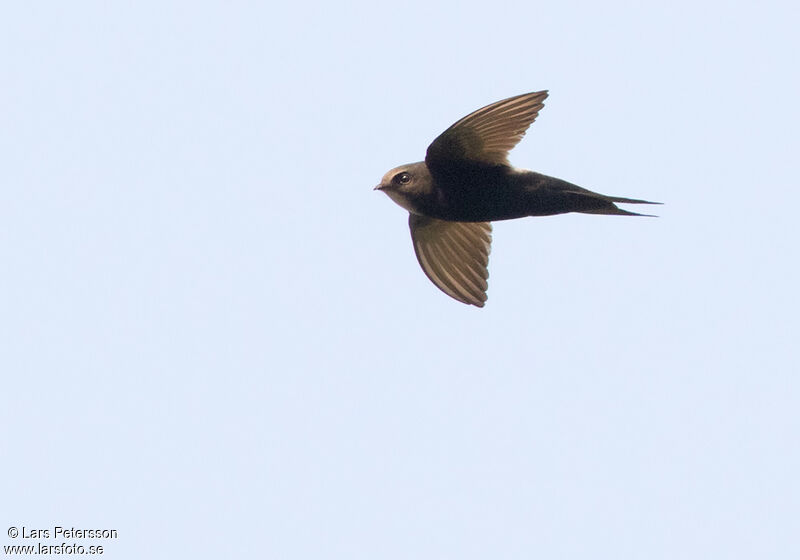 White-rumped Swift