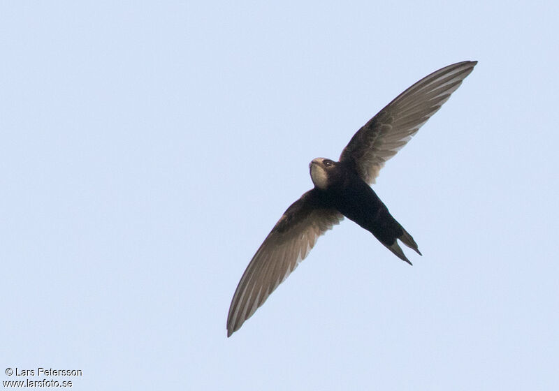 White-rumped Swift