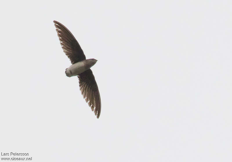 Böhm's Spinetail