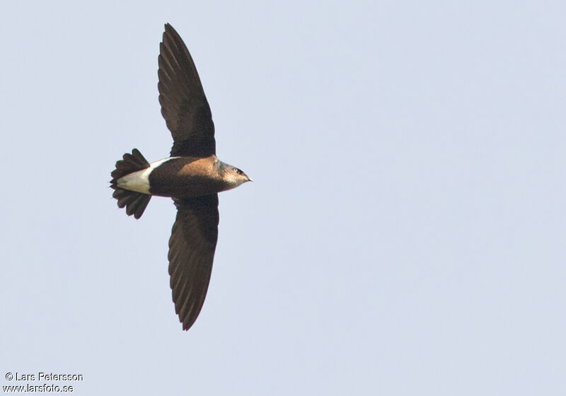 Silver-backed Needletail