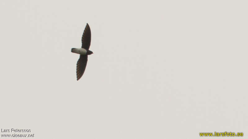 Sabine's Spinetail, identification