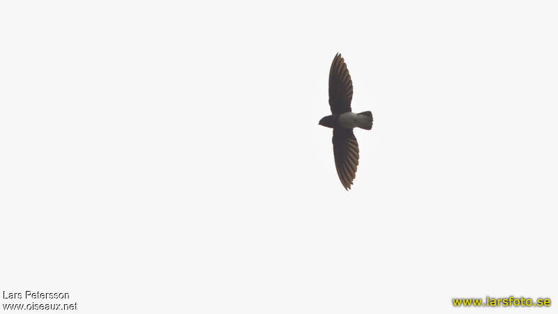 Sabine's Spinetail, close-up portrait, Flight