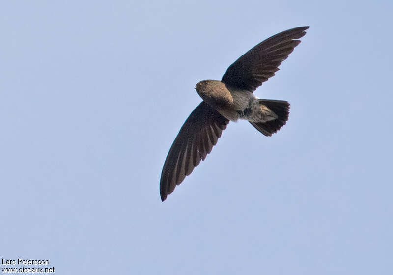 Sao Tome Spinetailadult, identification