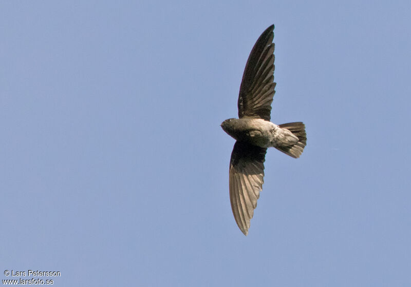 Sao Tome Spinetail