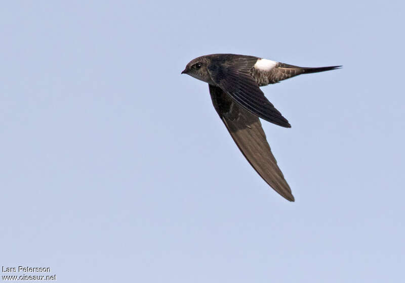 Pacific Swiftadult, identification