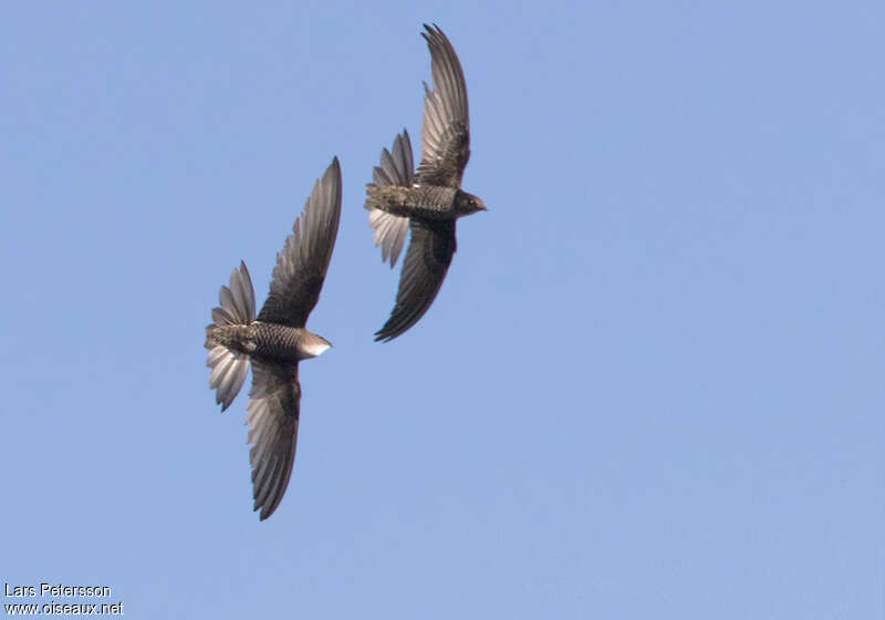 Pacific Swift, pigmentation, Behaviour