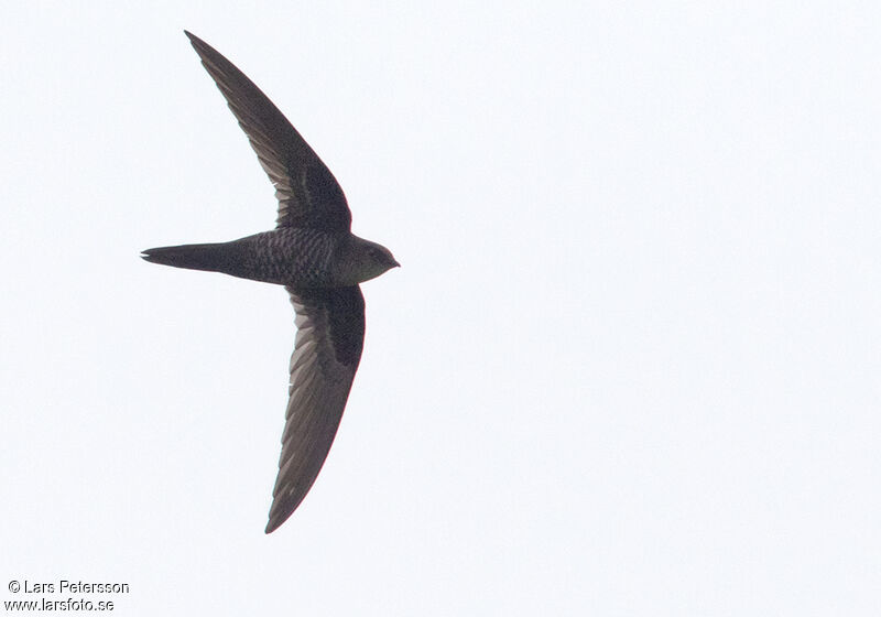 Pacific Swift