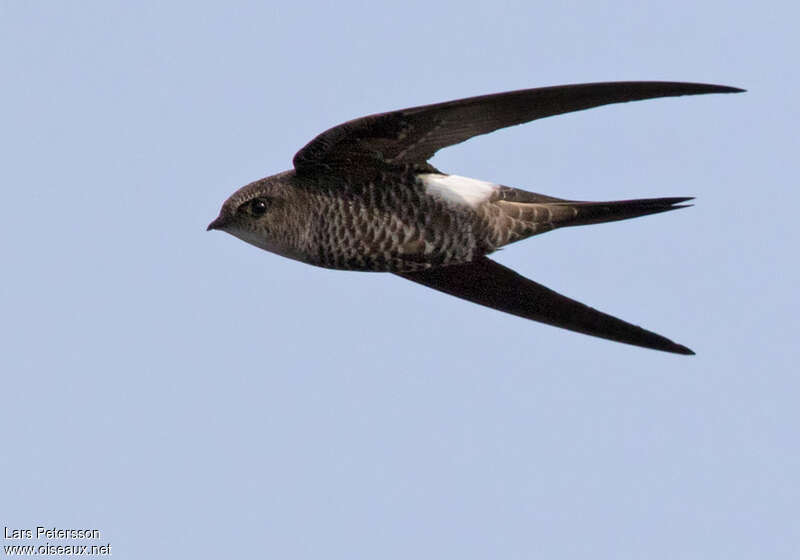 Pacific Swiftadult, identification