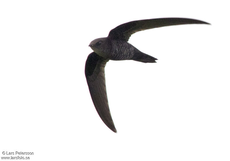 Pacific Swift