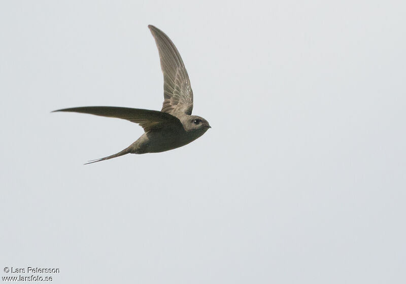 African Palm Swift