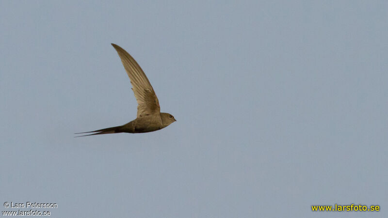 African Palm Swift