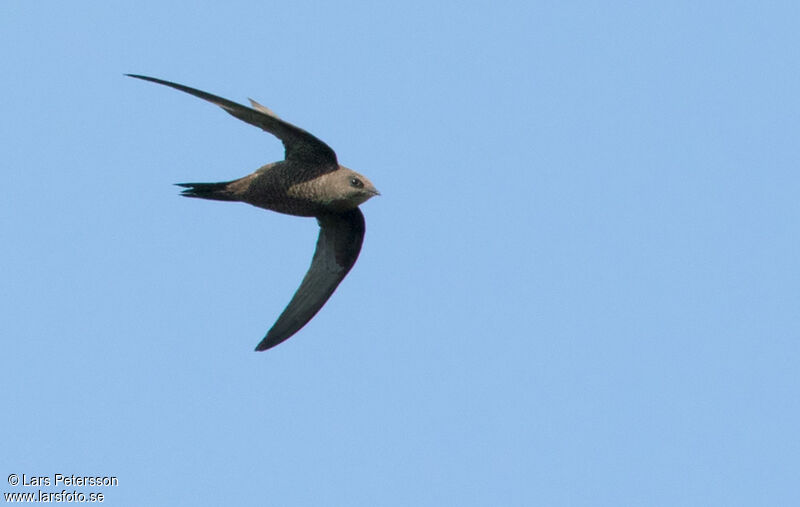 African Black Swift