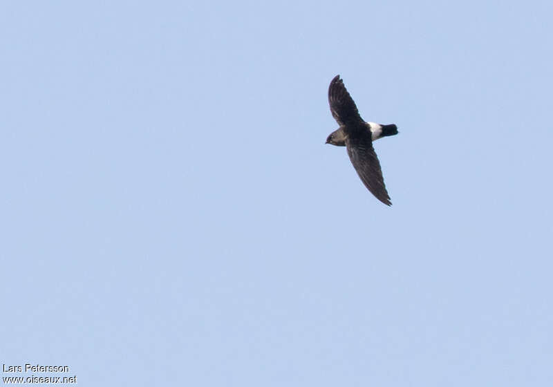 White-rumped Spinetailadult, identification