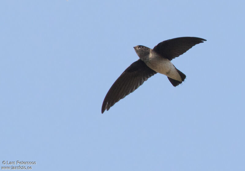 White-rumped Spinetail