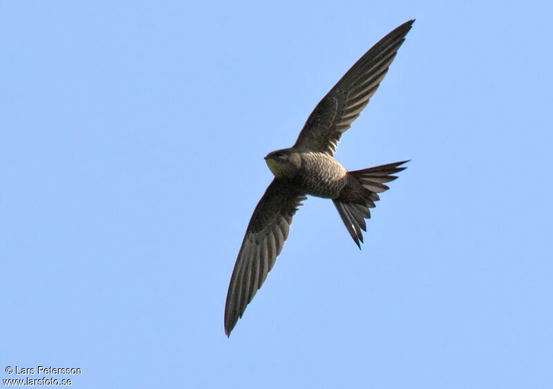 Mottled Swift