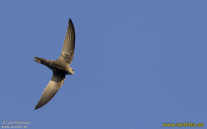 Pallid Swift