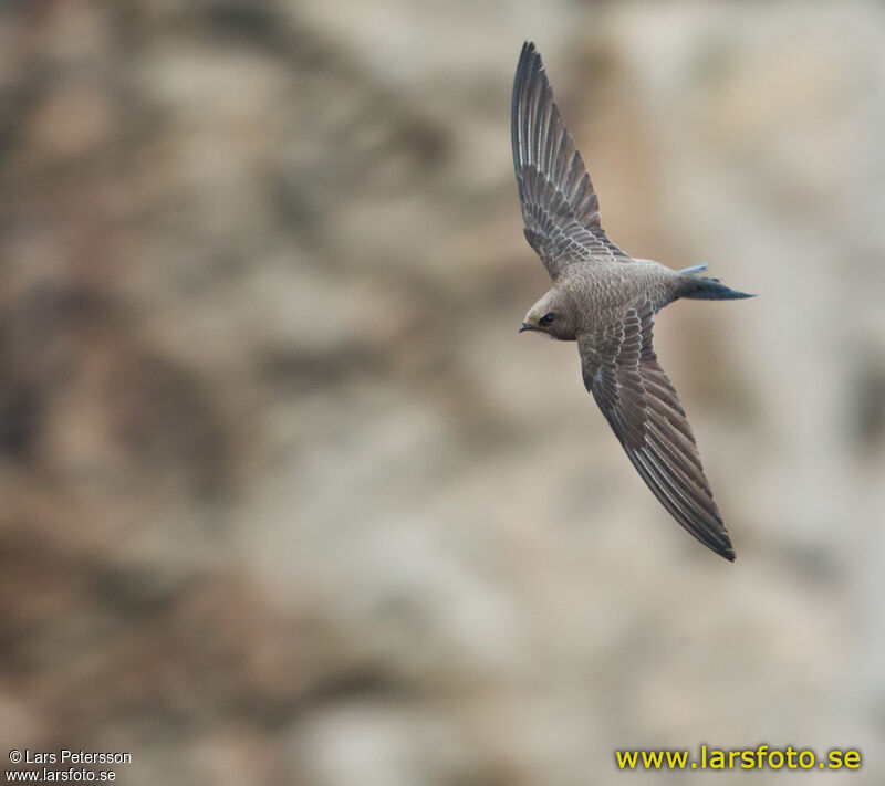 Pallid Swift