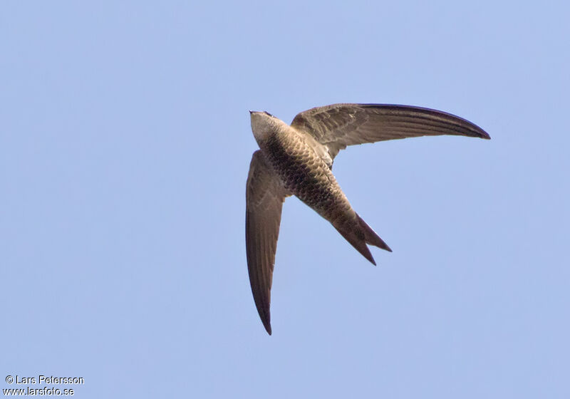 Pallid Swift