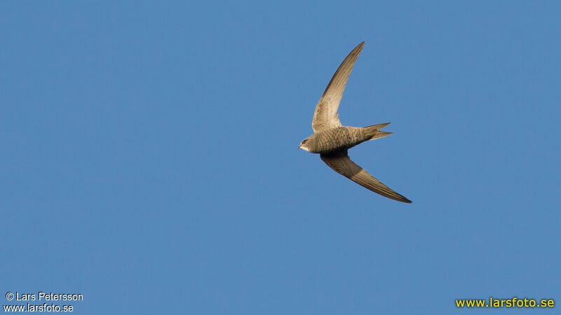 Pallid Swift