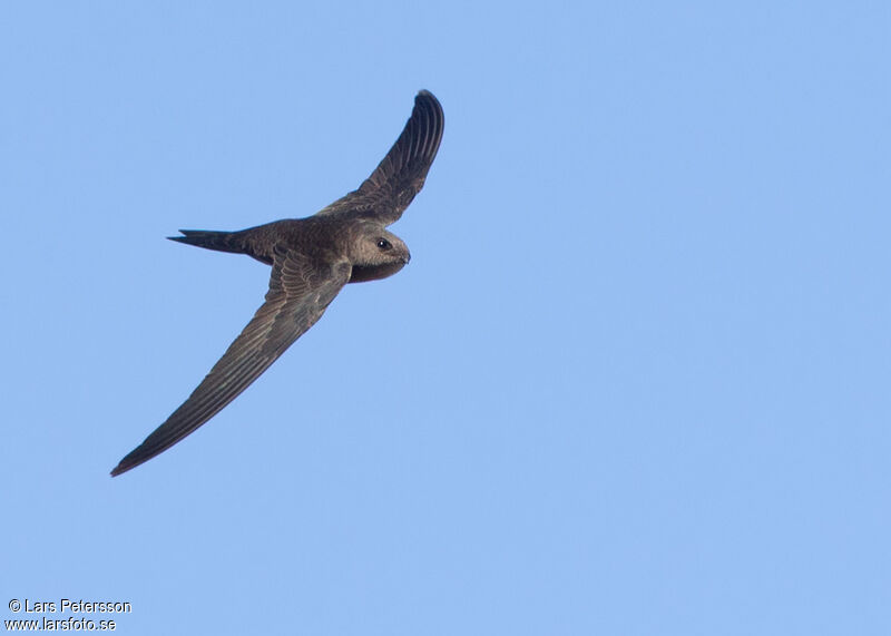 Pallid Swift