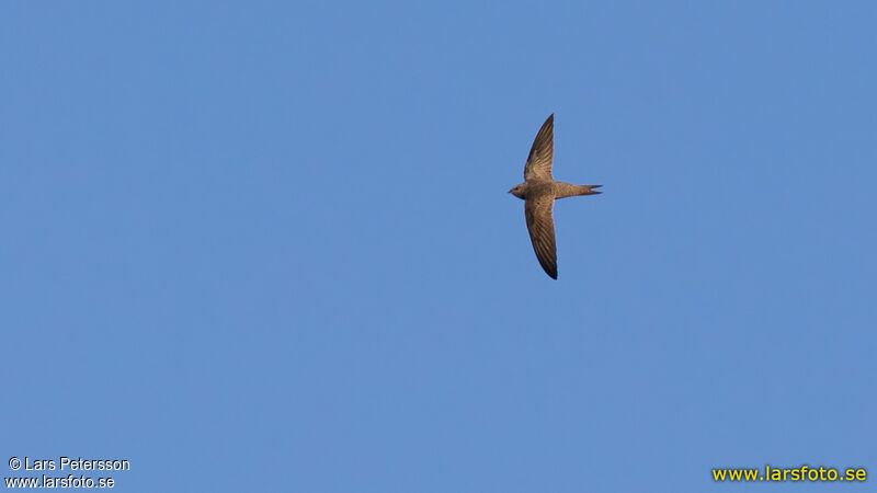 Pallid Swift