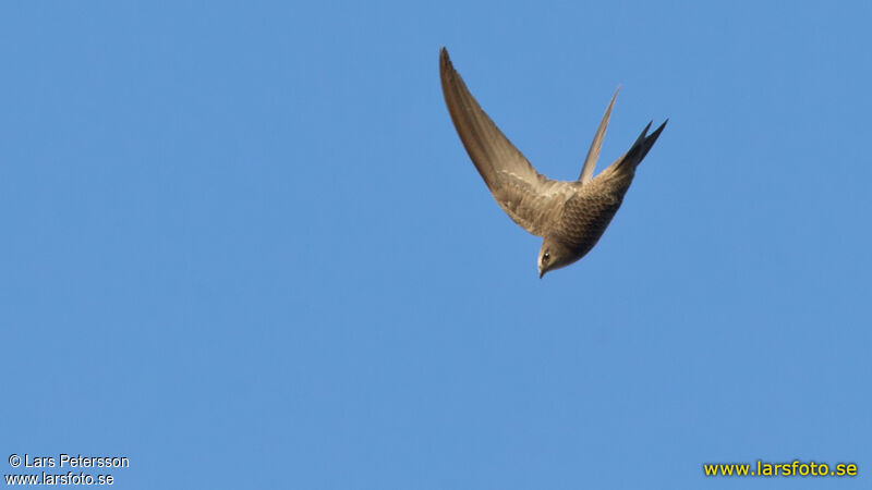 Pallid Swift