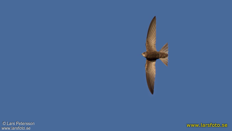 Pallid Swift