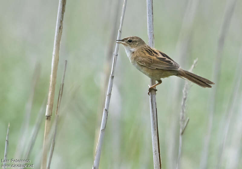 Marsh Grassbirdadult