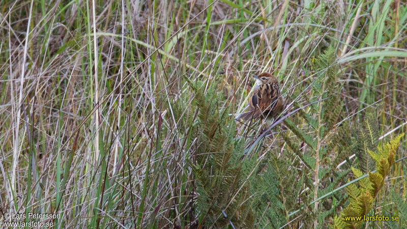 Papuan Grassbird