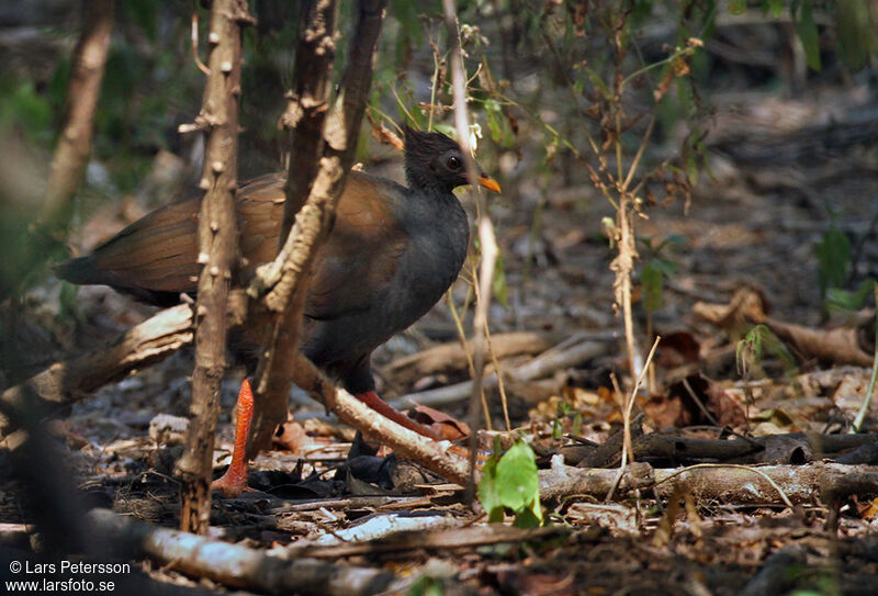 Orange-footed Scrubfowl