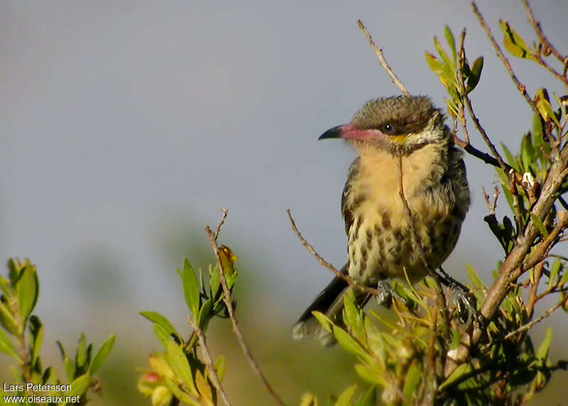 Spiny-cheeked Honeyeater