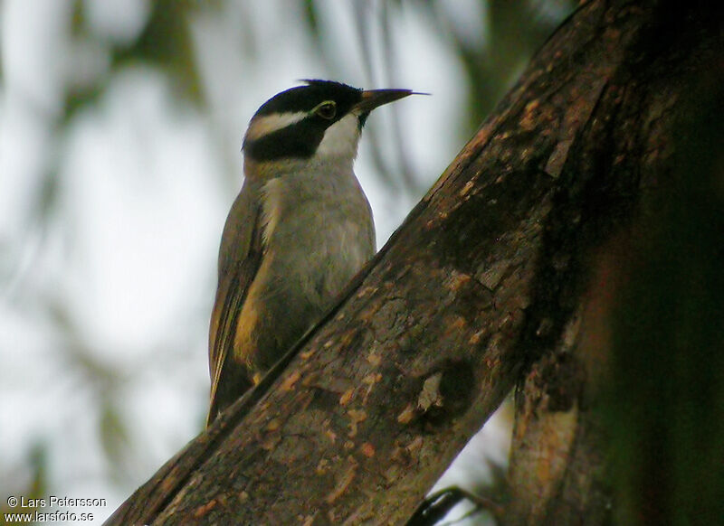 Strong-billed Honeyeater